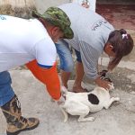 Prefeitura de Manaus inicia etapa rural fluvial da ‘Campanha de Vacinação Antirrábica Animal de 2026’