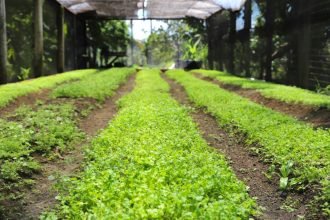Plano ABC+ promove discussão sobre baixa emissão de carbono a seis municípios do Amazonas
