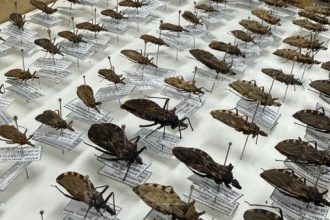 FVS-RCP reforça orientações sobre Doença de Chagas na Amazônia