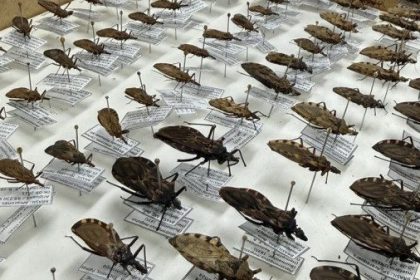 FVS-RCP reforça orientações sobre Doença de Chagas na Amazônia