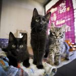 Comissão de Meio Ambiente lança relatório sobre impacto da causa animal; participe