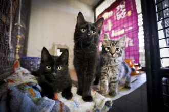 Comissão de Meio Ambiente lança relatório sobre impacto da causa animal; participe