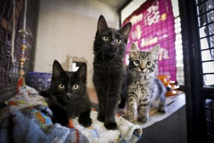 Comissão de Meio Ambiente lança relatório sobre impacto da causa animal; participe